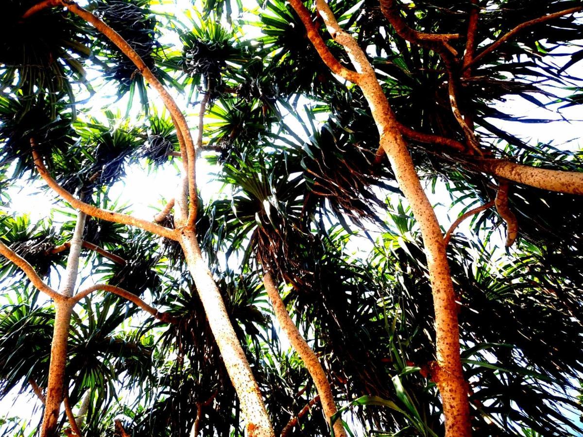 Mango Villa Hikkaduwa Esterno foto